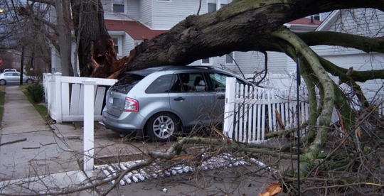 fallen tree on top of silver car